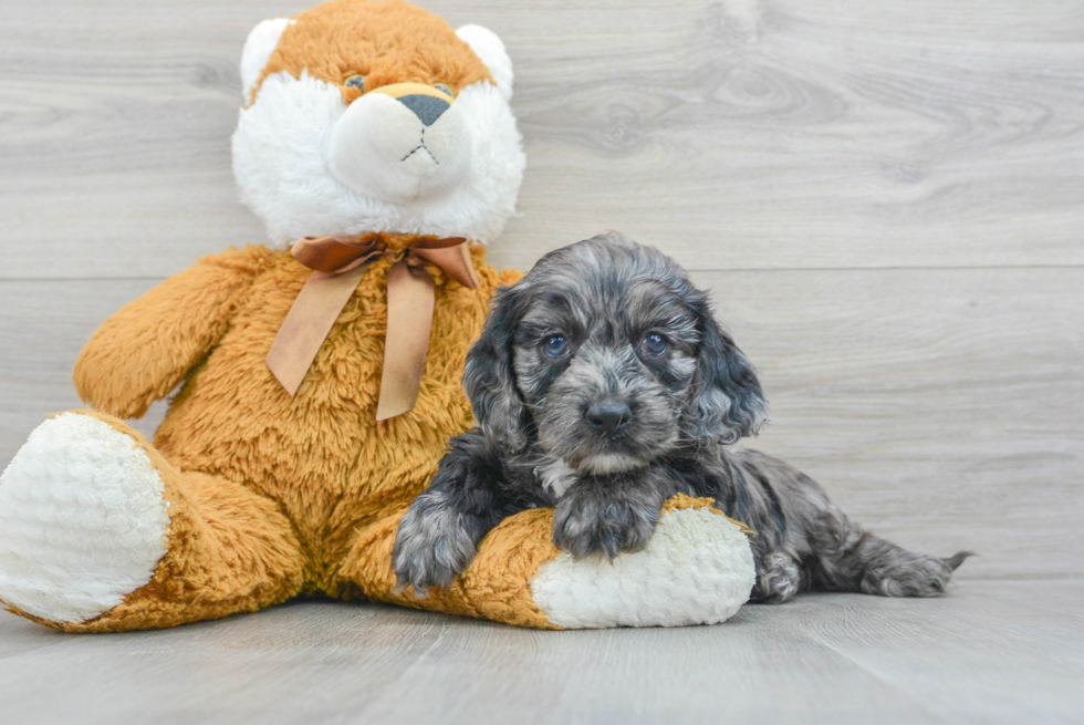 Sweet Cockapoo Baby