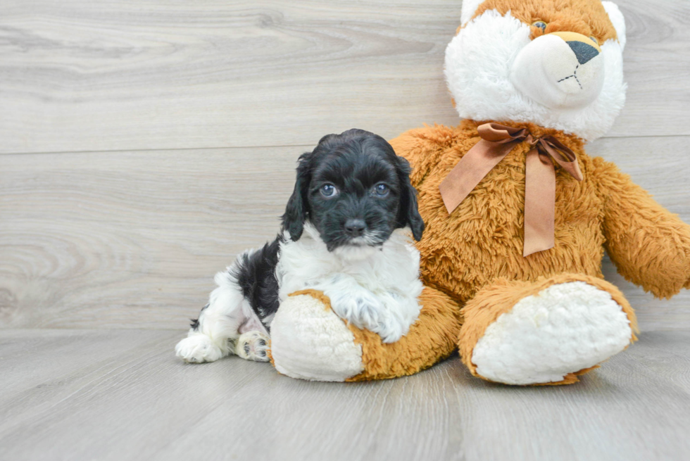 Cockapoo Pup Being Cute
