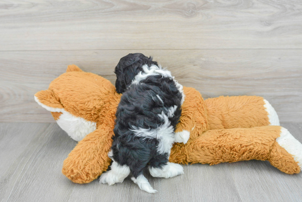 Cockapoo Puppy for Adoption