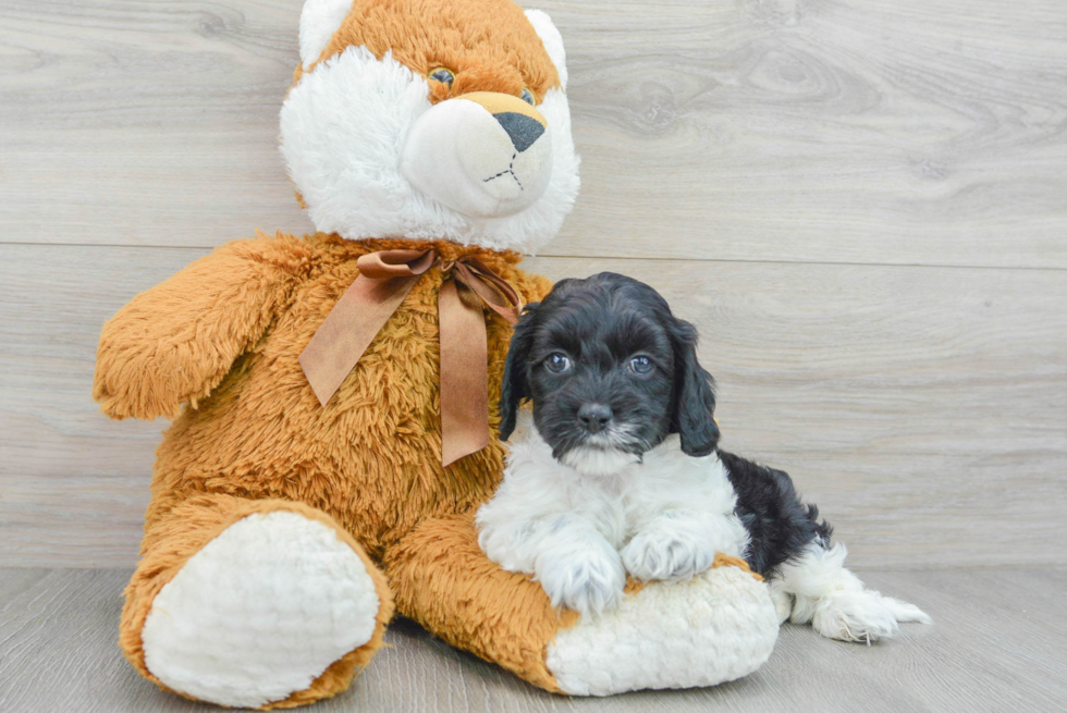 Energetic Cockerpoo Poodle Mix Puppy
