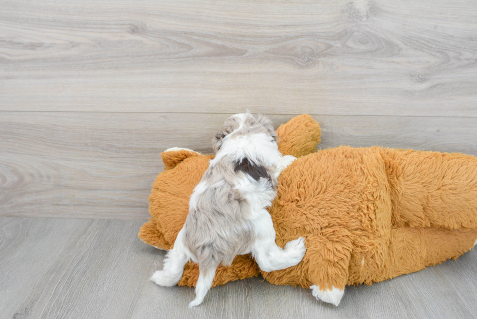 Adorable Cockerpoo Poodle Mix Puppy