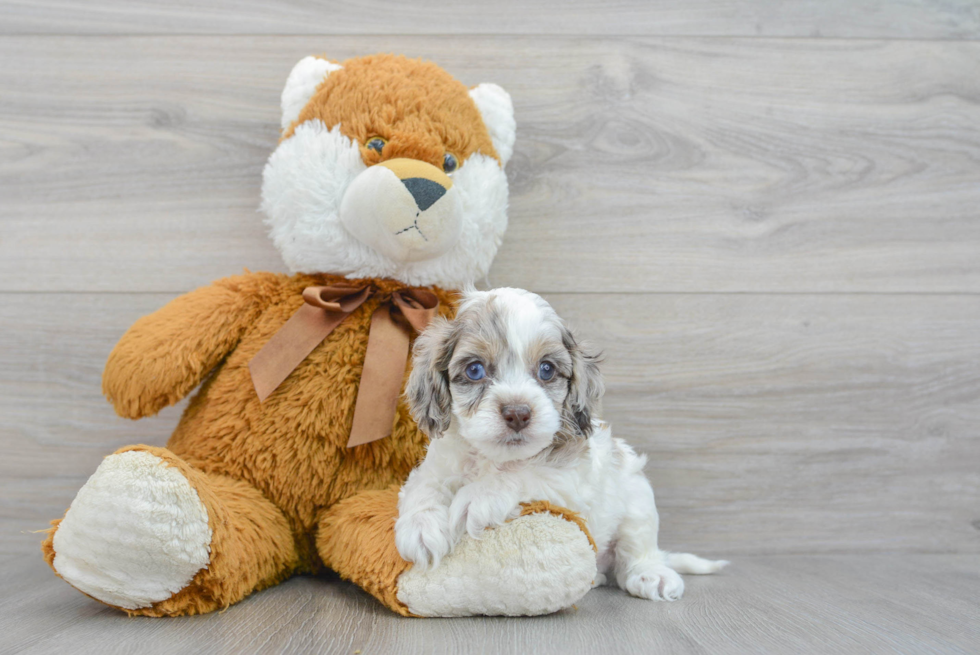 Little Cockerpoo Poodle Mix Puppy