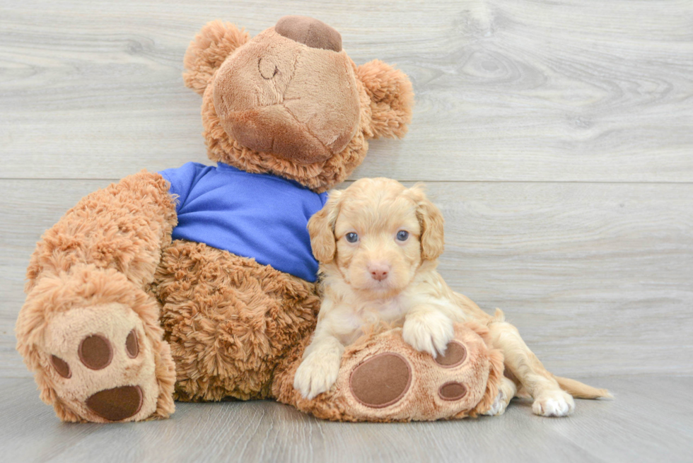 Cute Cockapoo Rockefeller: 4lb 2oz Doodle Puppy