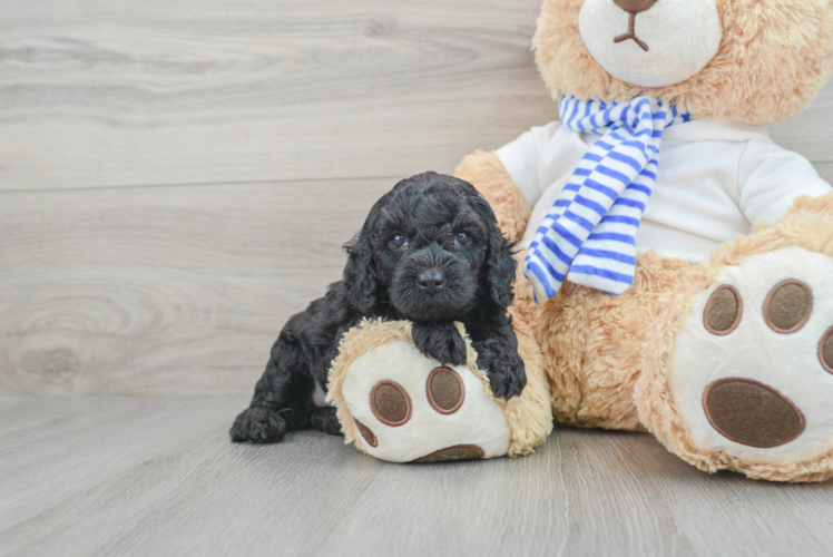 Best Cockapoo Baby