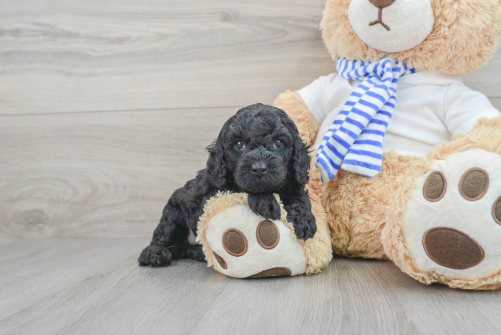 Best Cockapoo Baby
