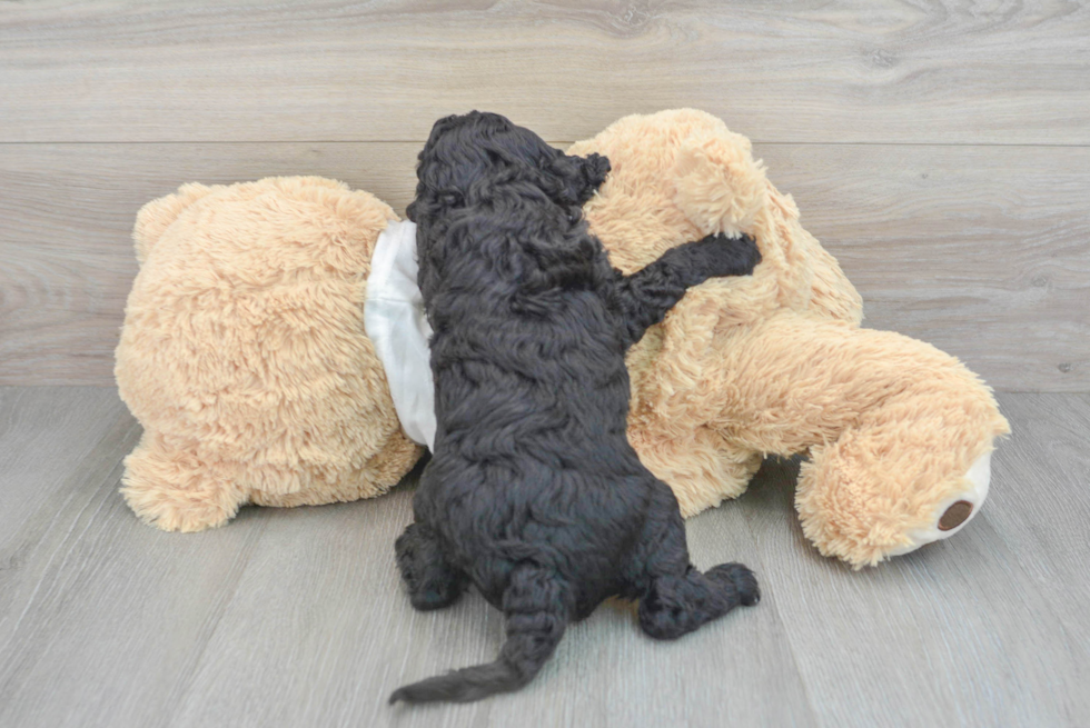 Best Cockapoo Baby
