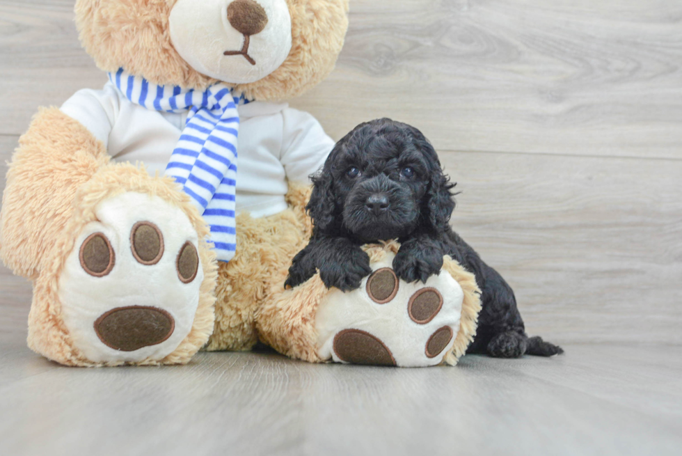 Cockapoo Pup Being Cute