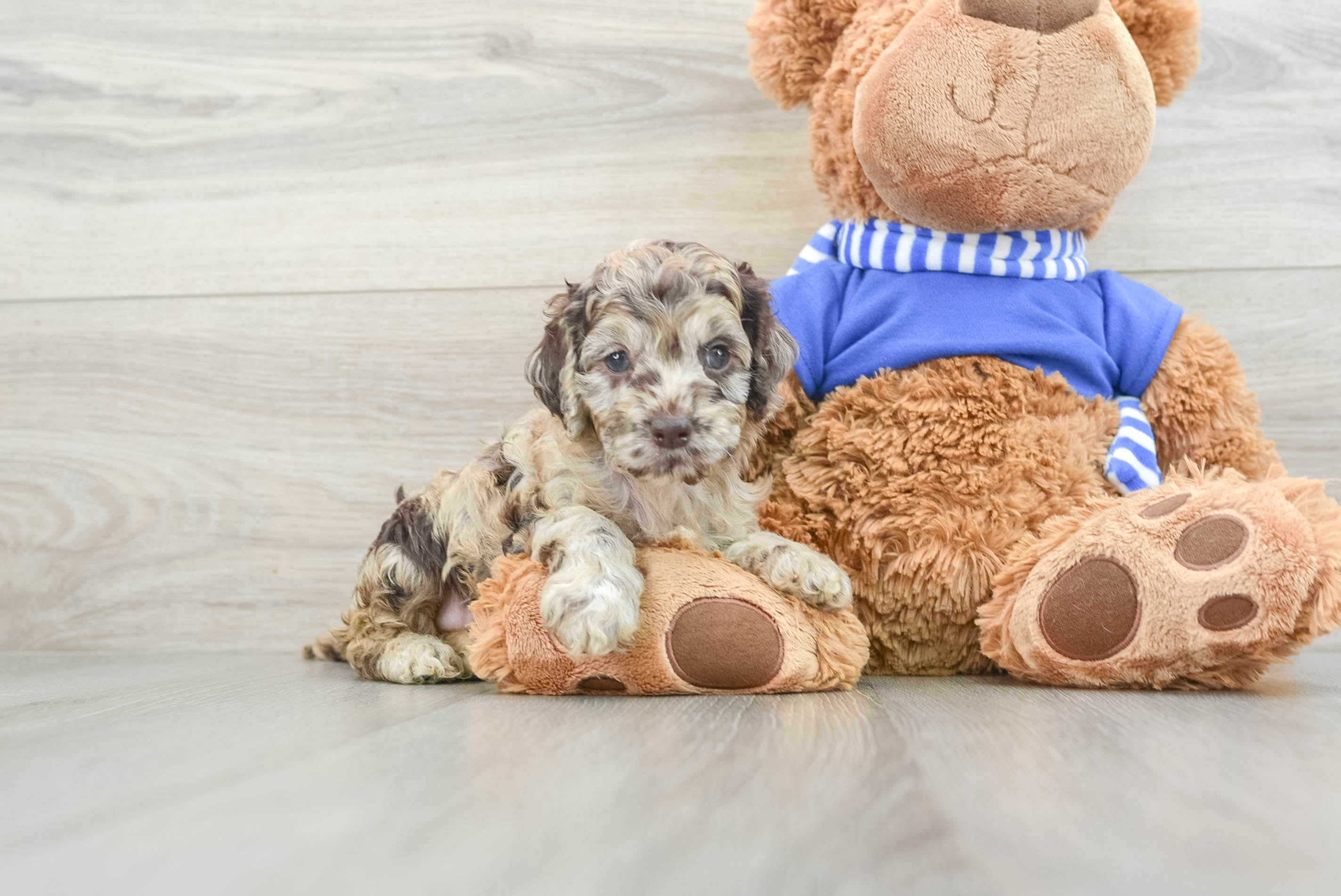 Best Cockapoo Baby