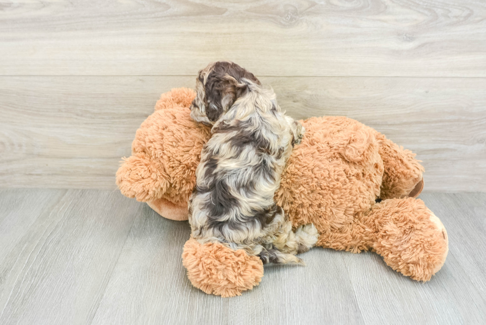 Cockapoo Pup Being Cute