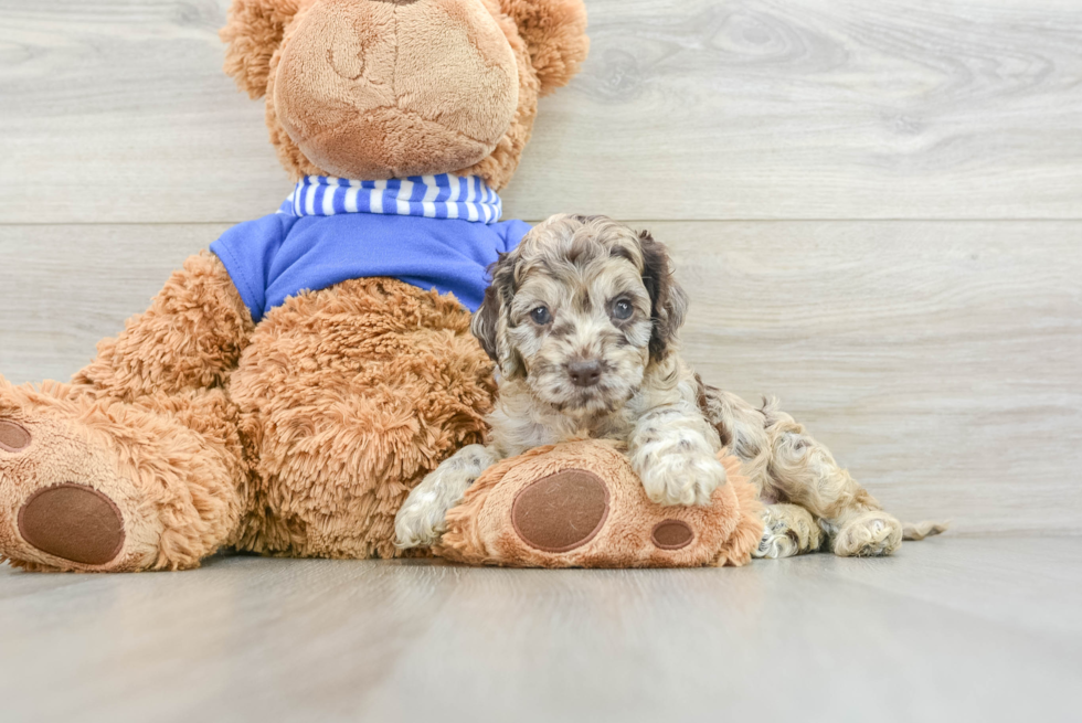 Funny Cockapoo Poodle Mix Pup