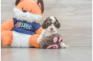 Energetic Cocker Doodle Poodle Mix Puppy