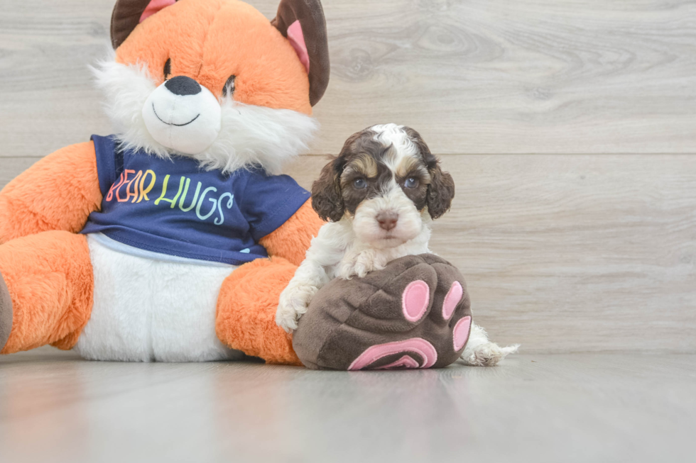 Energetic Cocker Doodle Poodle Mix Puppy