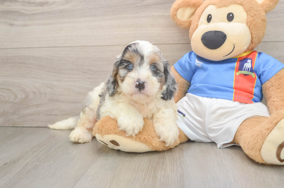 5 week old Cockapoo Puppy For Sale - Premier Pups