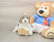 6 week old Cockapoo Puppy For Sale - Premier Pups