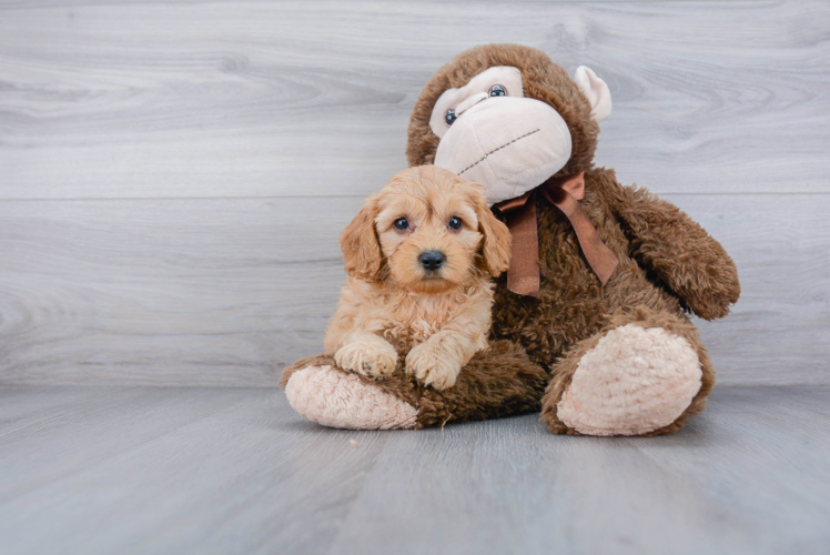 Cockapoo Puppy for Adoption