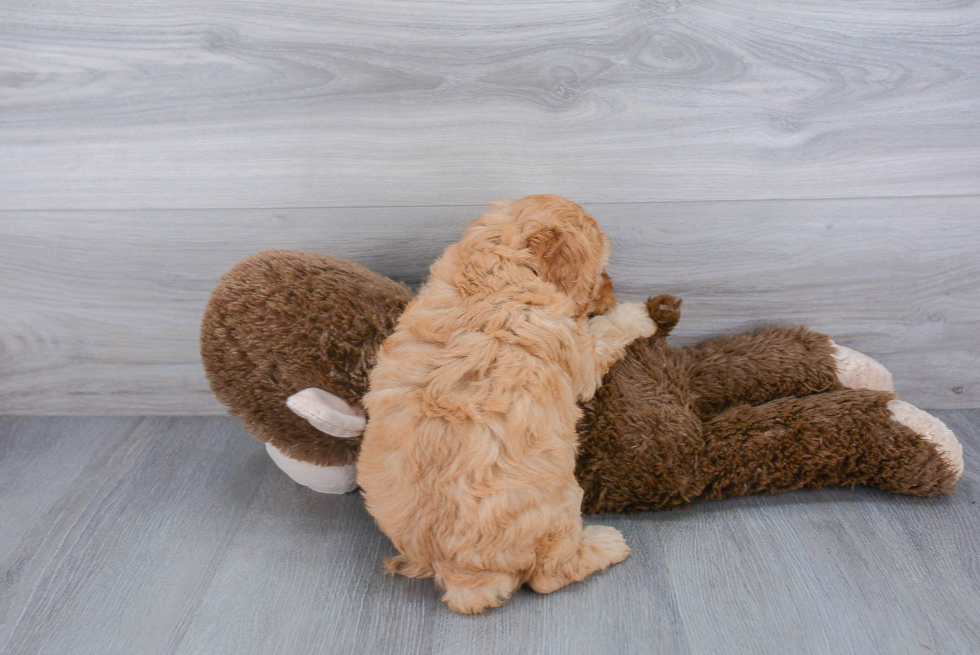 Cute Cockapoo Baby