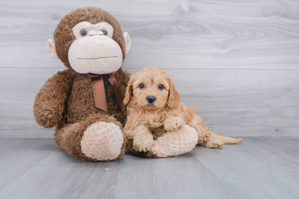 Hypoallergenic Cockerpoo Poodle Mix Puppy