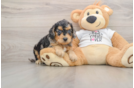 Cockapoo Pup Being Cute