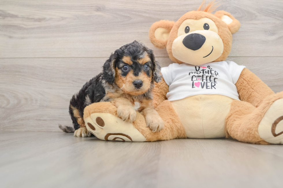 Cockapoo Pup Being Cute