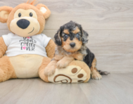7 week old Cockapoo Puppy For Sale - Premier Pups