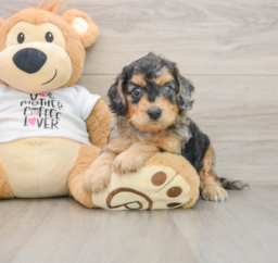 8 week old Cockapoo Puppy For Sale - Premier Pups