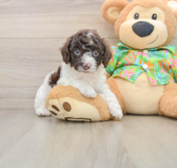 5 week old Cockapoo Puppy For Sale - Premier Pups