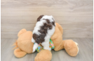 Best Cockapoo Baby