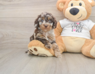 5 week old Cockapoo Puppy For Sale - Premier Pups