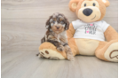 Best Cockapoo Baby