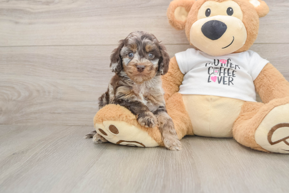 Best Cockapoo Baby