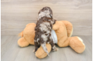 Little Cocker Doodle Poodle Mix Puppy