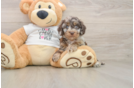 Sweet Cockapoo Baby