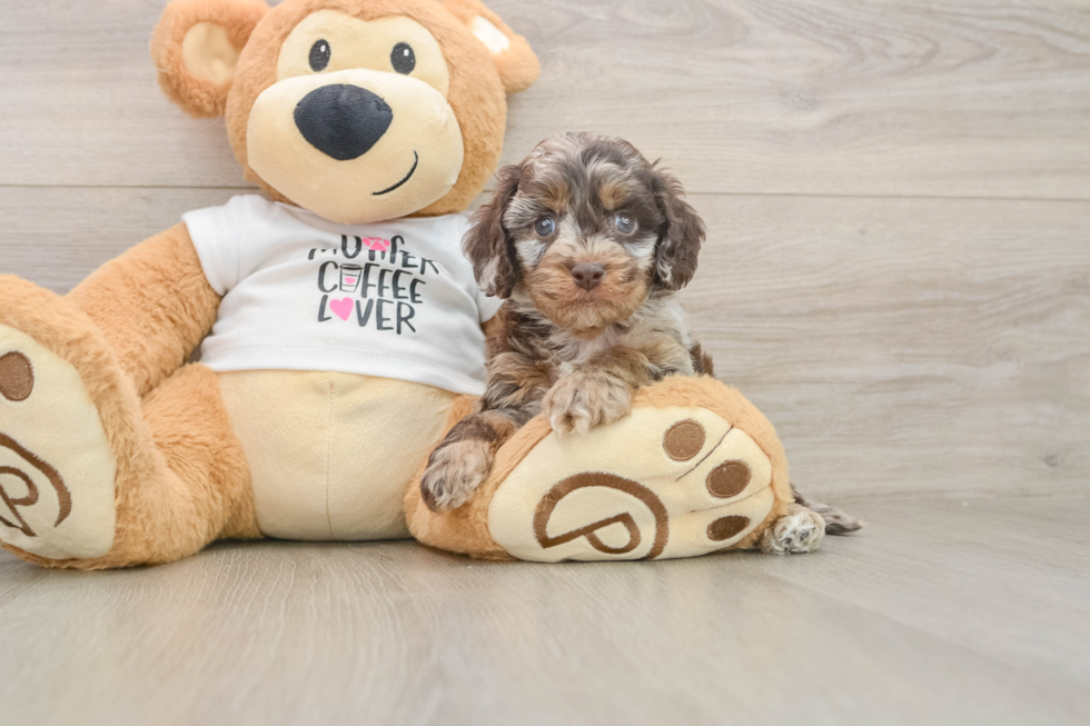 Sweet Cockapoo Baby