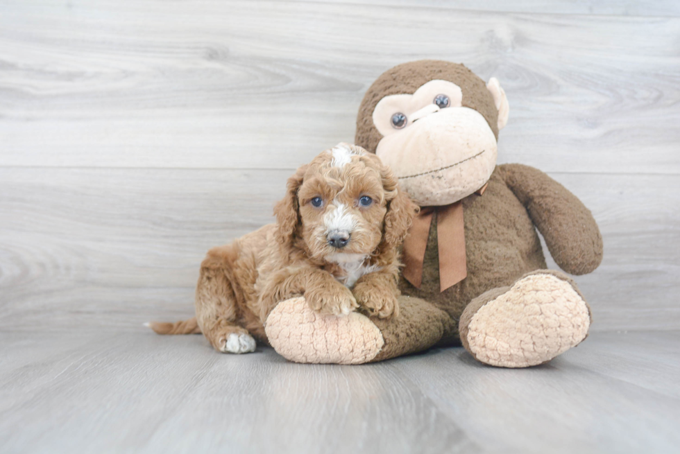 Best Cockapoo Baby