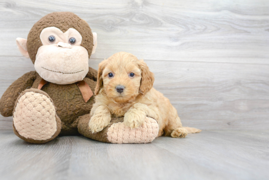 Cockapoo Pup Being Cute