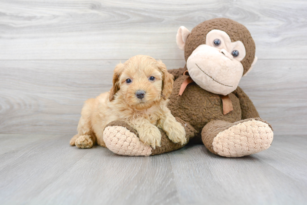 Cockapoo Pup Being Cute