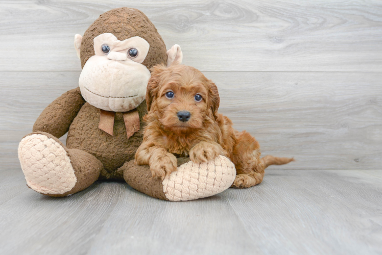 Cockapoo Puppy for Adoption