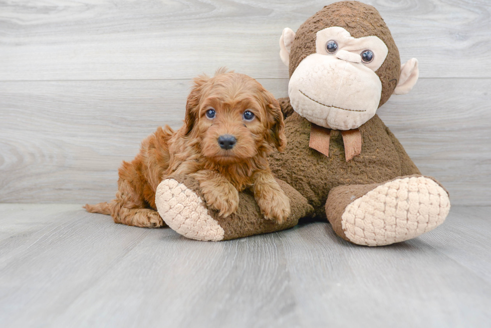 Cockapoo Pup Being Cute