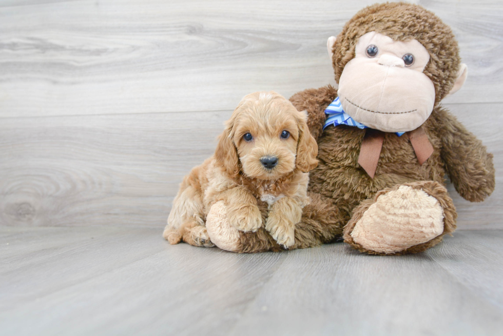 Funny Cockapoo Poodle Mix Pup