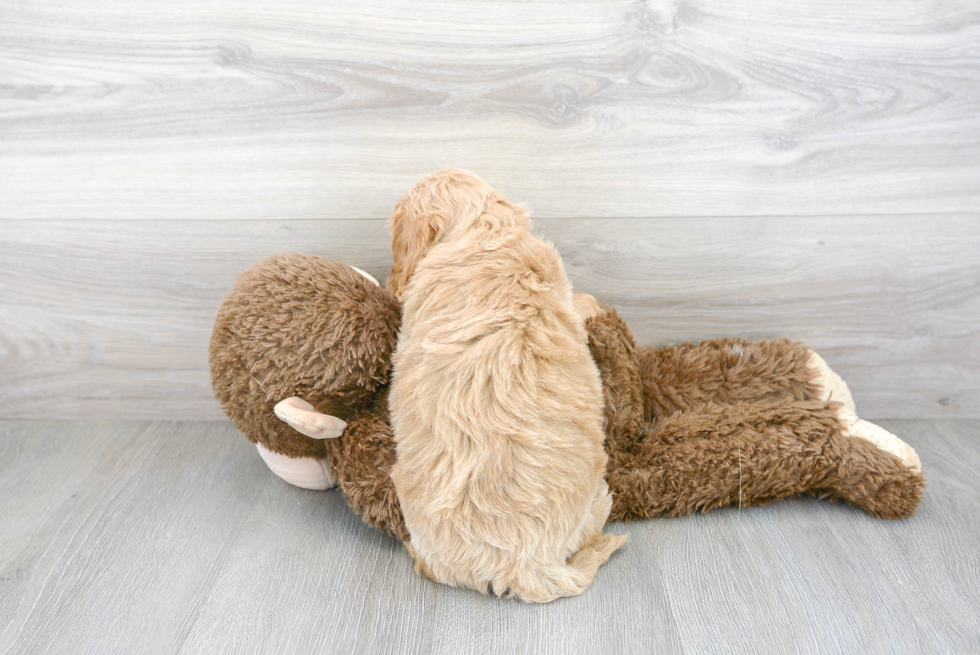 Fluffy Cockapoo Poodle Mix Pup