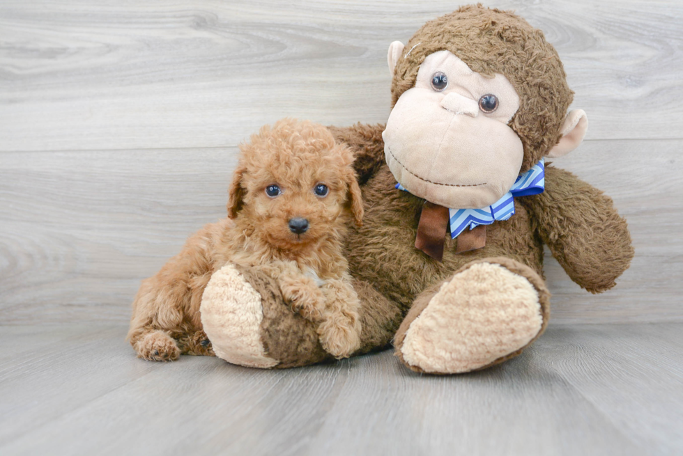 Best Cockapoo Baby