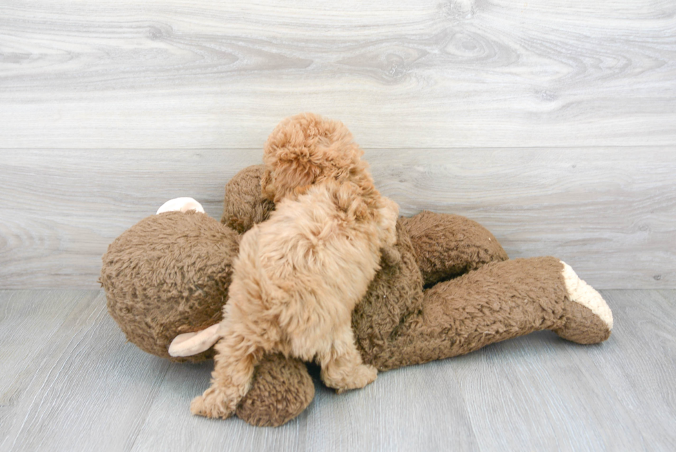 Small Cockapoo Baby