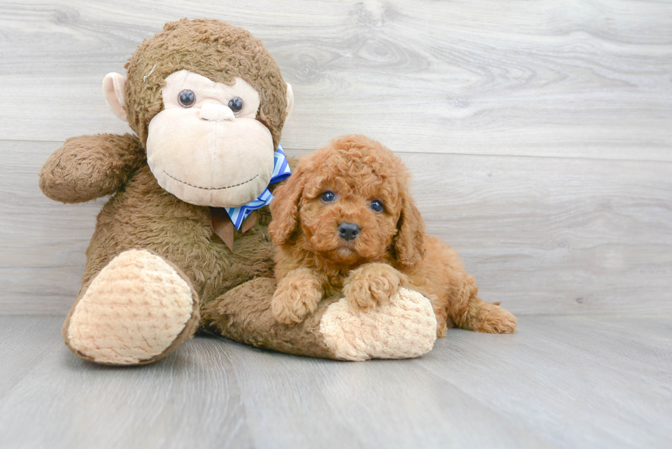 Funny Cockapoo Poodle Mix Pup