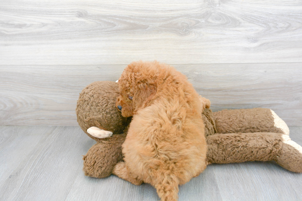 Cockapoo Pup Being Cute