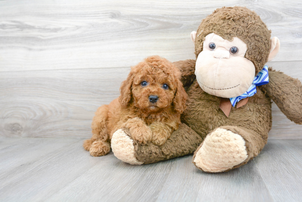 Adorable Cockerpoo Poodle Mix Puppy