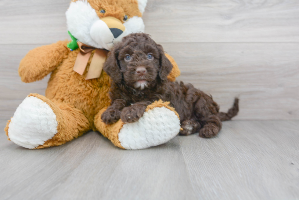 Smart Cockapoo Poodle Mix Pup