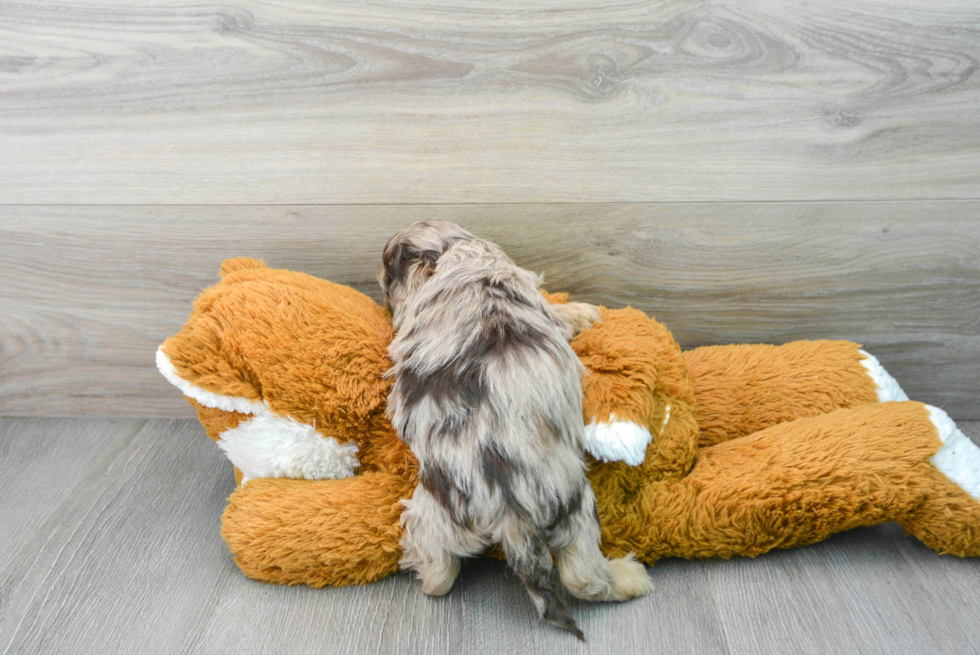 Cockapoo Puppy for Adoption