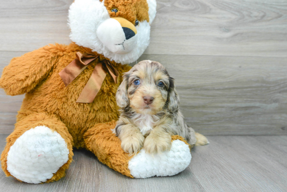 Cockapoo Puppy for Adoption
