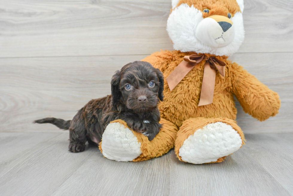 Best Cockapoo Baby