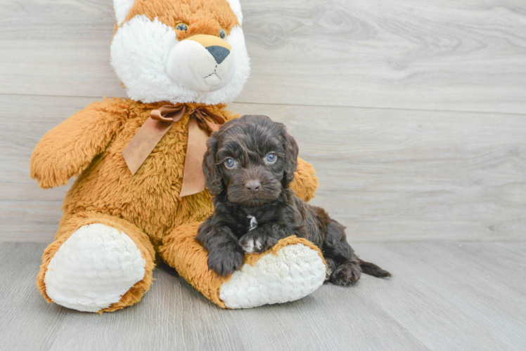 Best Cockapoo Baby